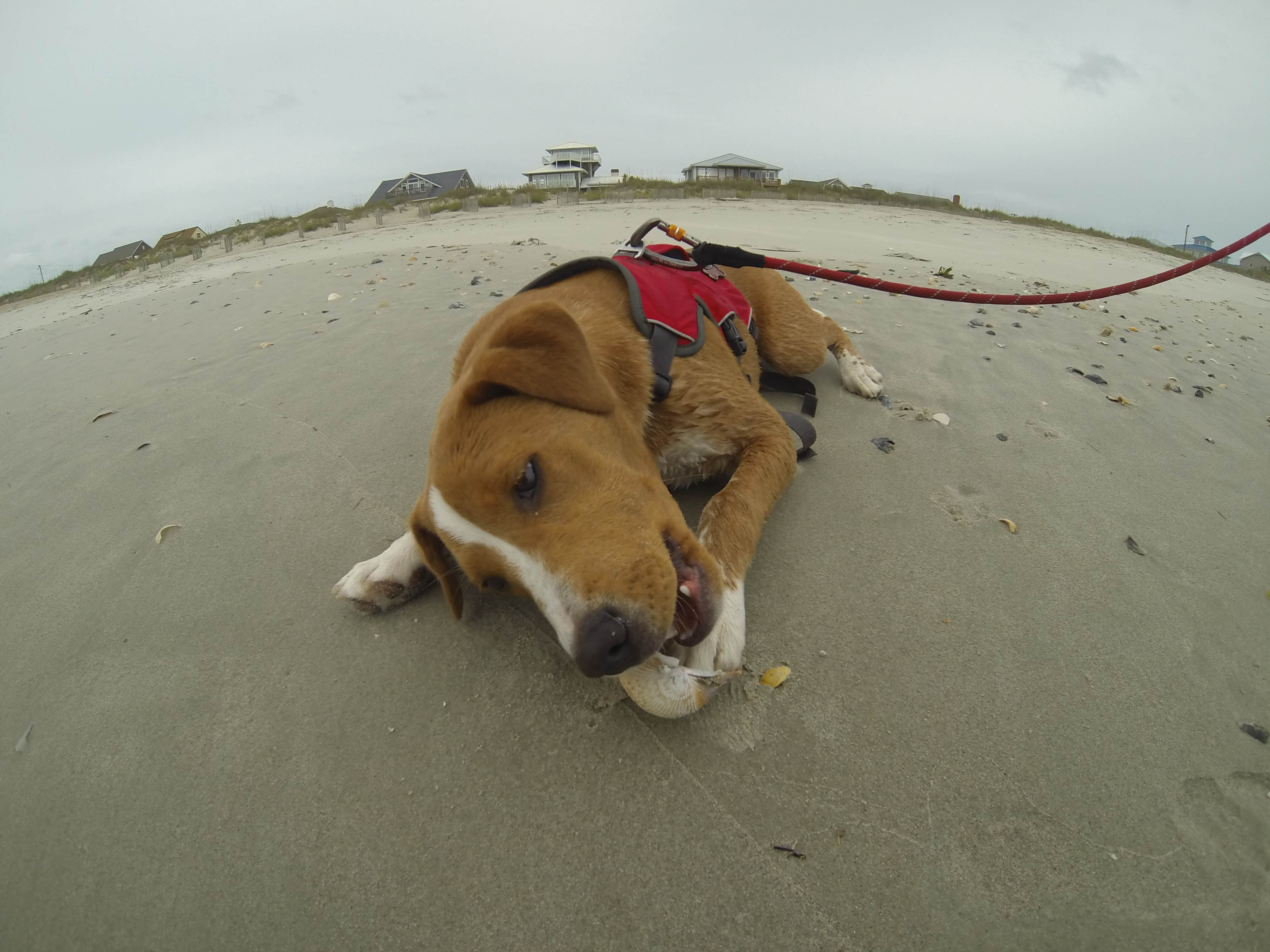 Sarah C.'s photo of camping with pets at Cedar Point Campground near Gloucester, NC