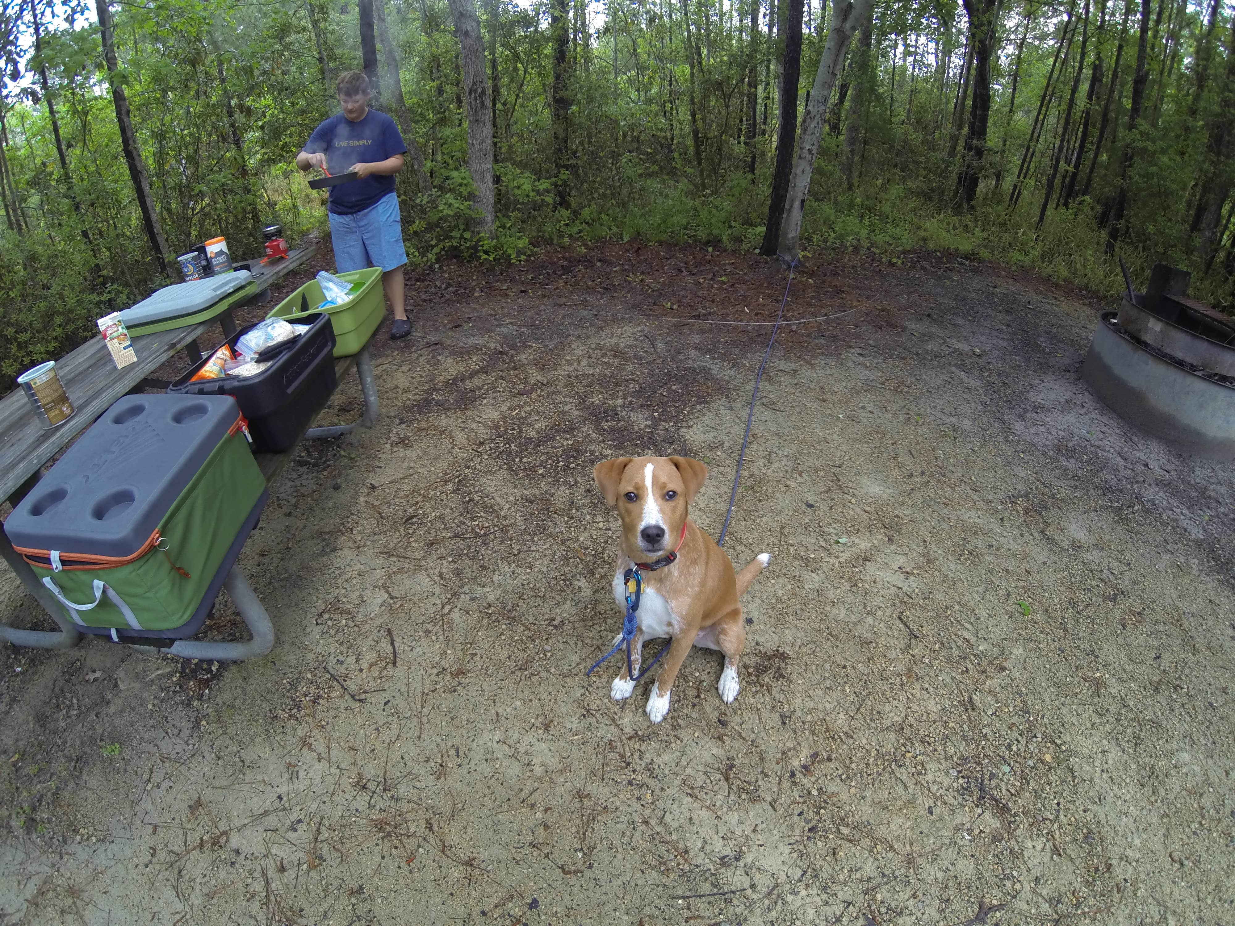 Sarah C.'s photo of camping with pets at Cedar Point Campground near Harkers Island, NC