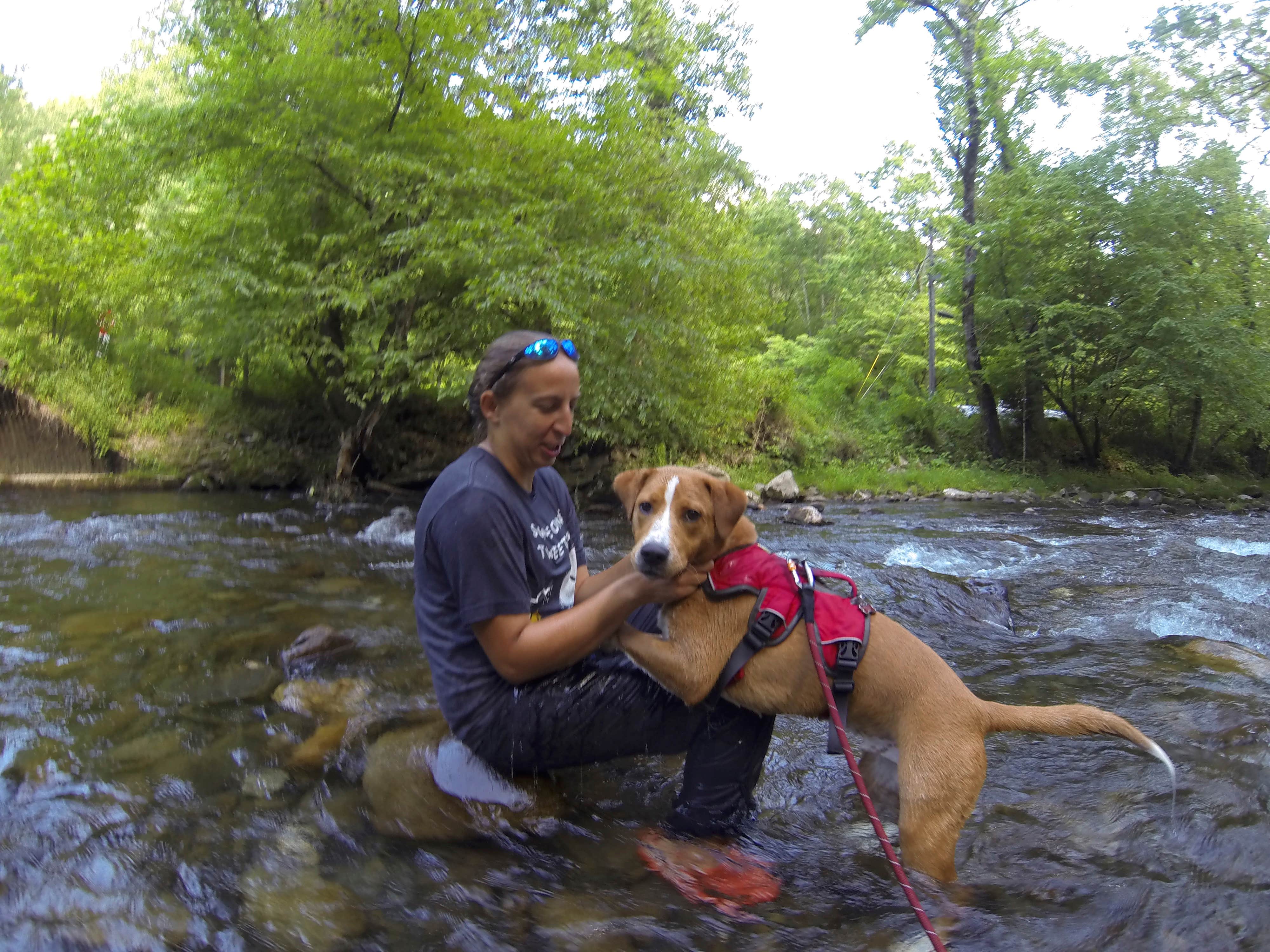 Sarah C.'s photo of camping with pets at Cades Cove Campground near Maryville, TN
