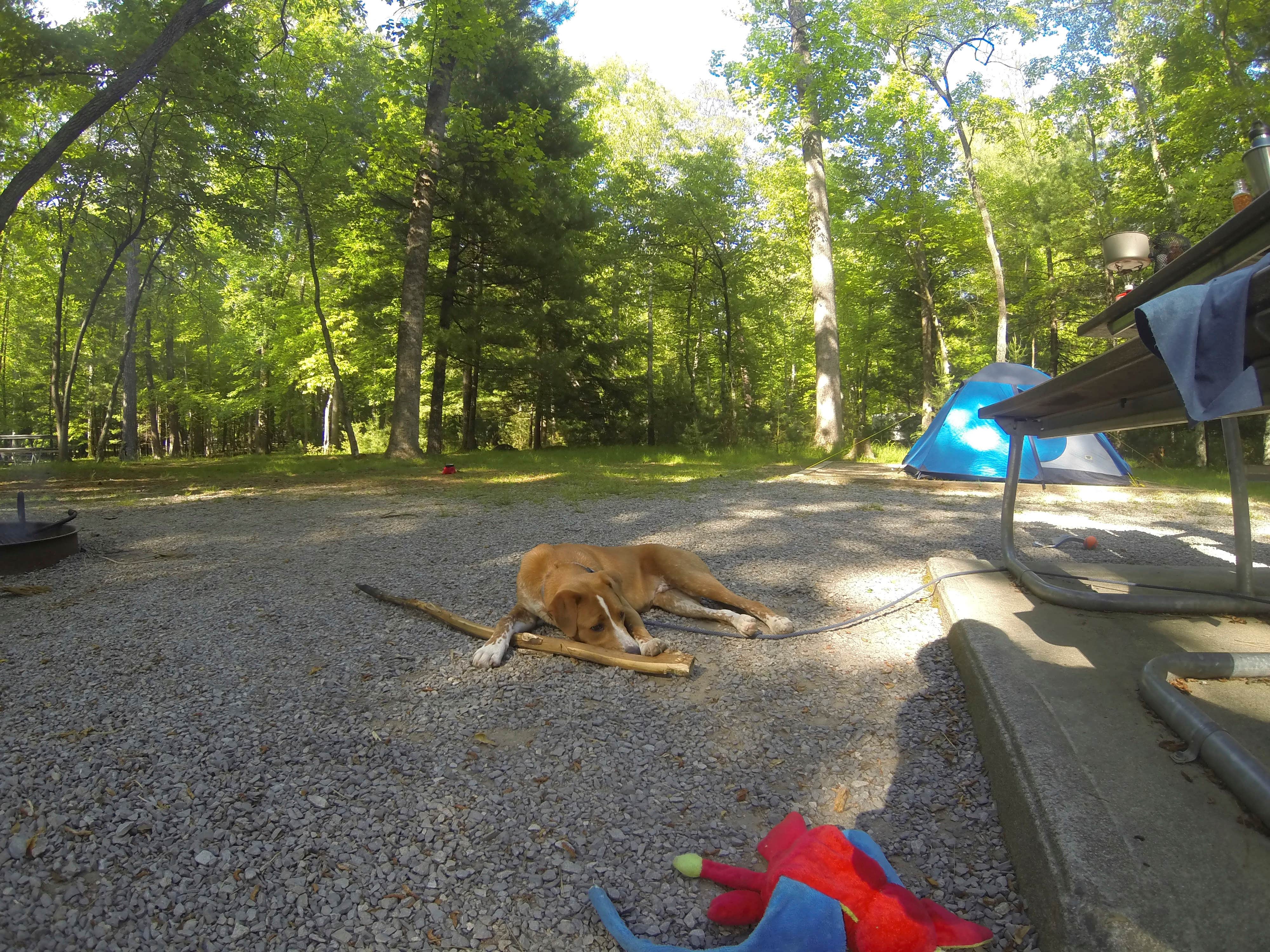Sarah C.'s photo at Cades Cove Campground near Maryville, TN