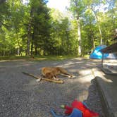 Review photo of Cades Cove Campground by Sarah C., July 3, 2017