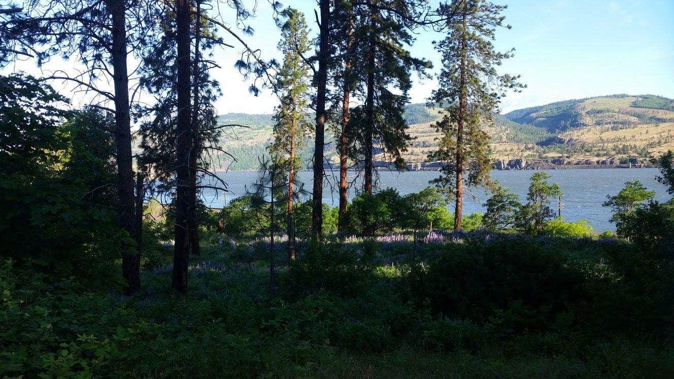 Camper submitted image from Memaloose State Park Campground - 2