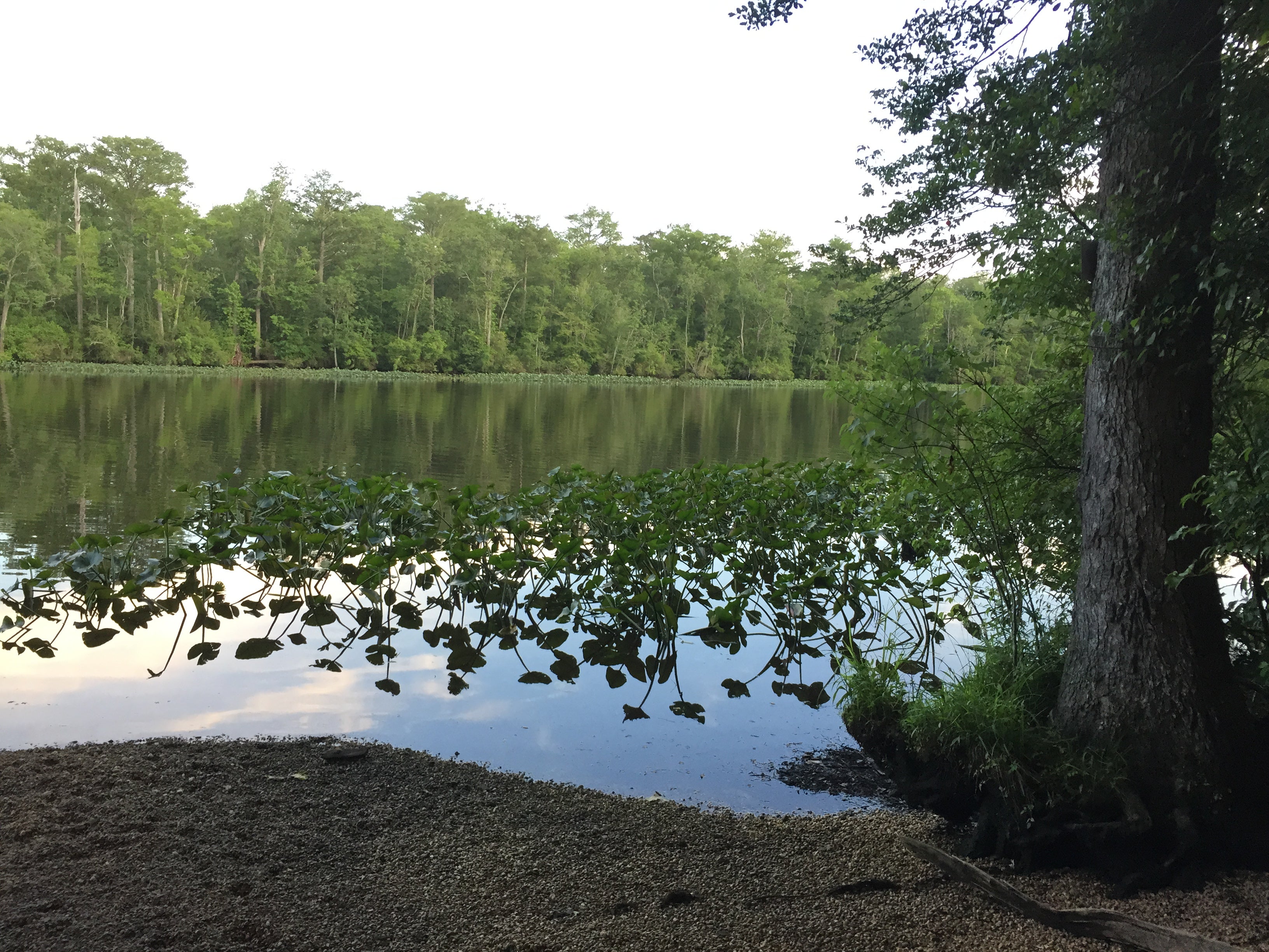 Camper submitted image from Pocomoke River State Park Campground - 2