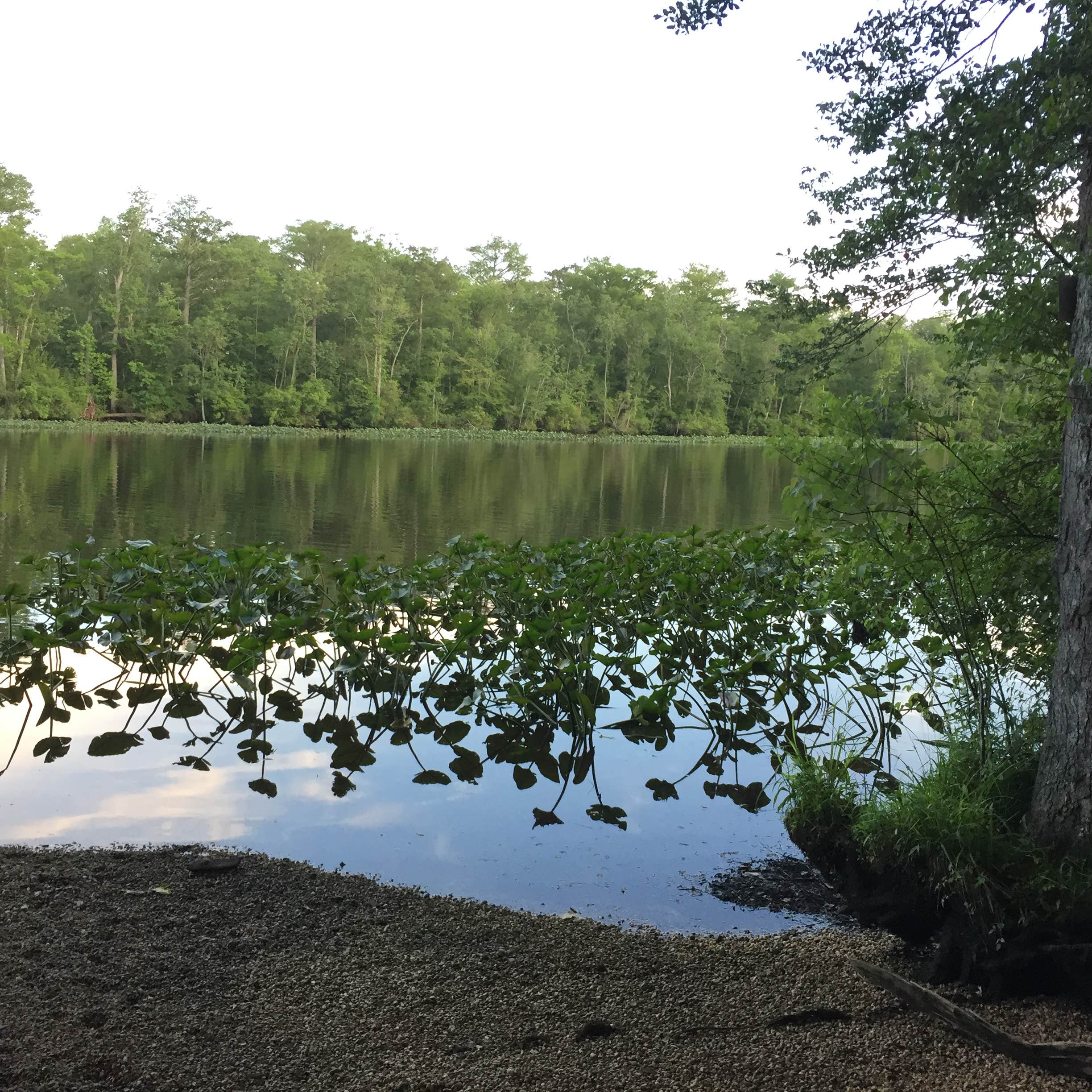 Escape To Serenity: Maryland’s Pocomoke River State Park Awaits
