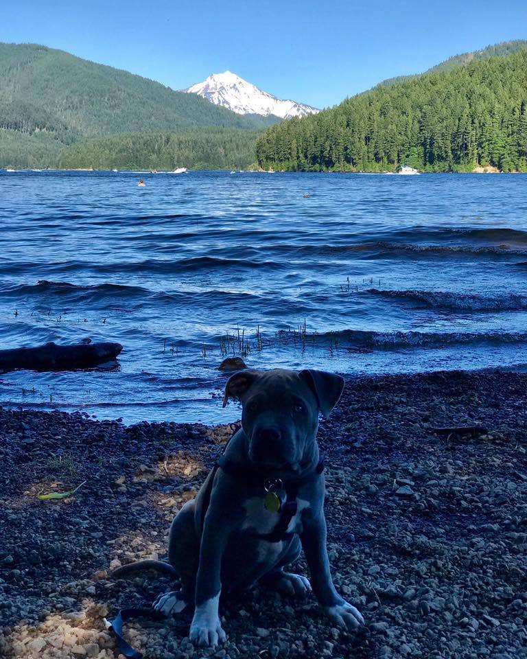 Lindsey T.'s photo of camping with pets at Detroit Lake State Recreation Area Campground near Cascadia, OR