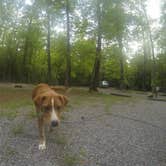 Review photo of Cosby Campground — Great Smoky Mountains National Park by Sarah C., July 3, 2017
