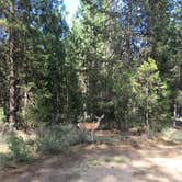 Review photo of Twin Lakes Resort by Shawna M., July 3, 2017