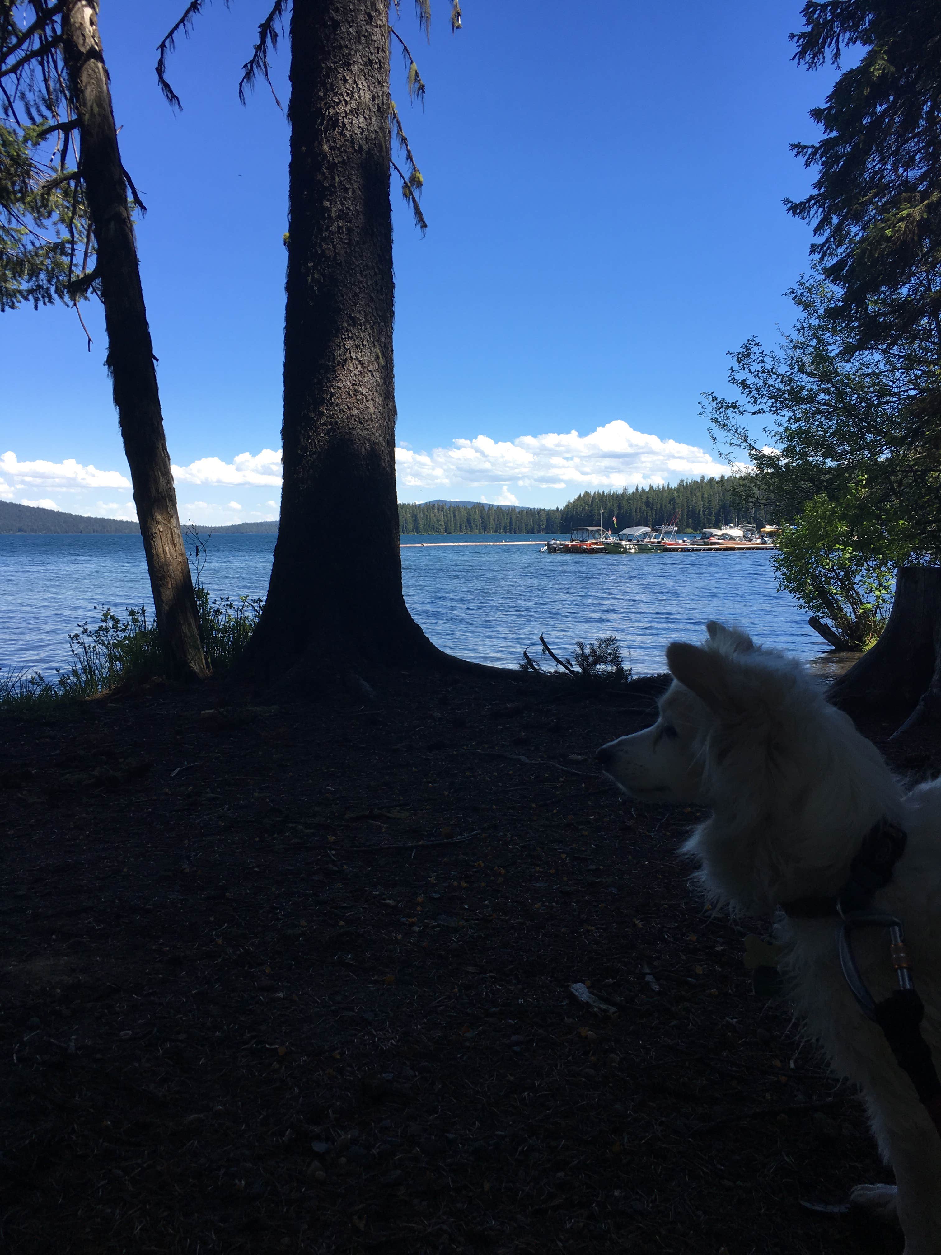 Sarah K.'s photo of camping with pets at Trapper Creek Campground near Oakridge, OR