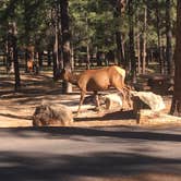 Review photo of Mather Campground — Grand Canyon National Park by Natalie B., July 3, 2017