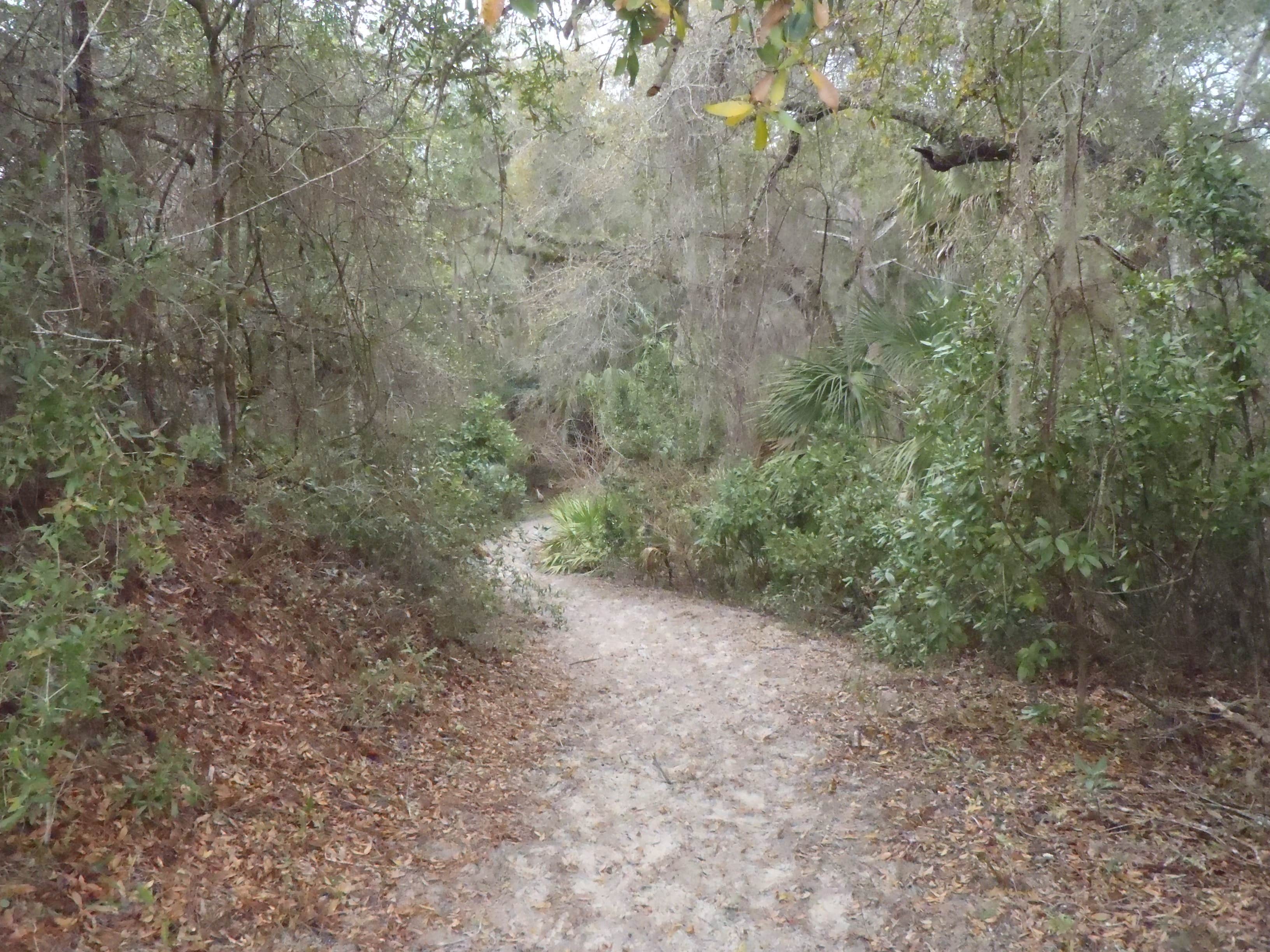 Camper submitted image from Yankee Paradise Wilderness Campsite — Cumberland Island National Seashore - 4