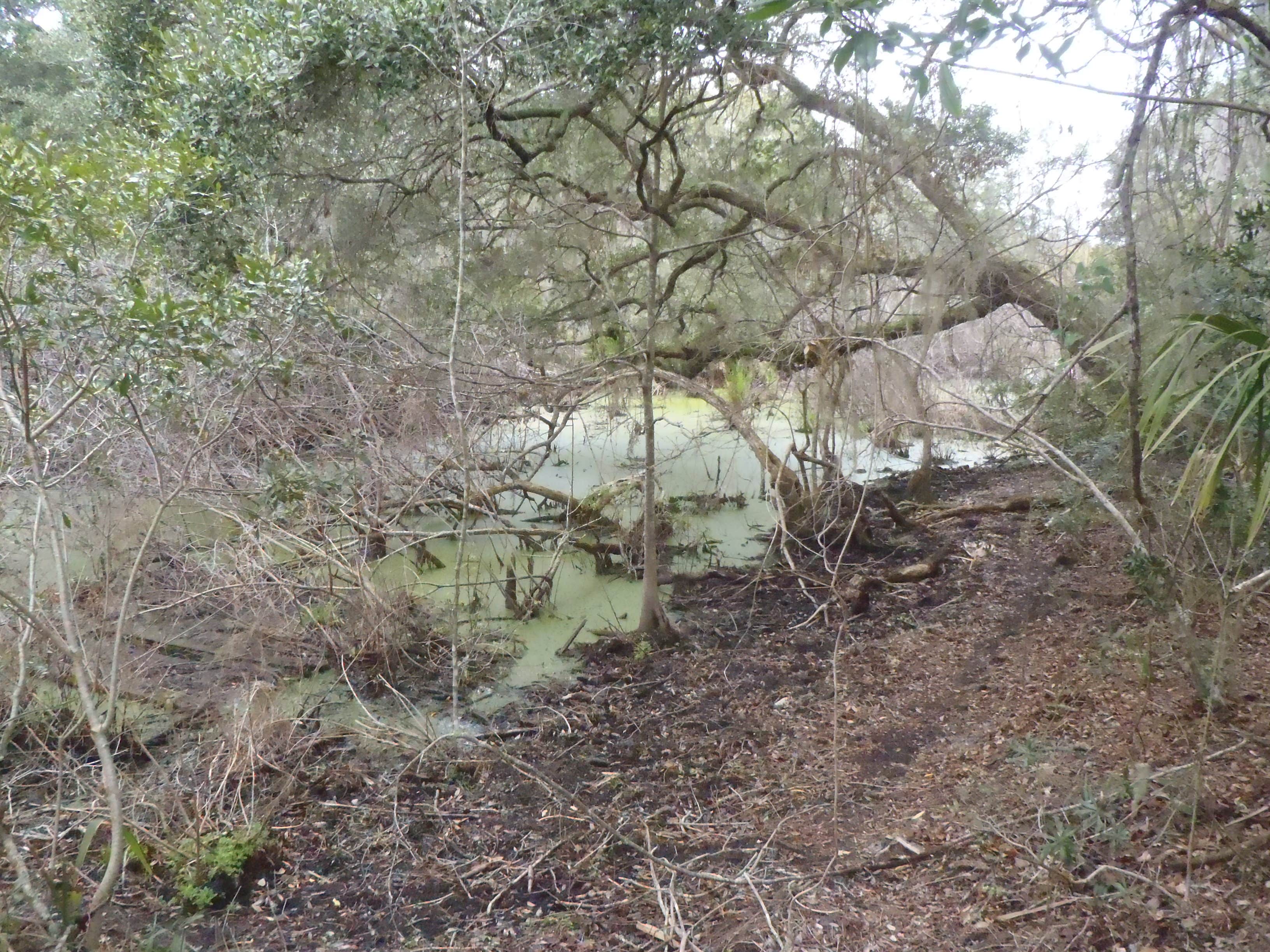 Camper-submitted photo at Yankee Paradise Wilderness Campsite — Cumberland Island National Seashore near Cumberland Island National Seashore