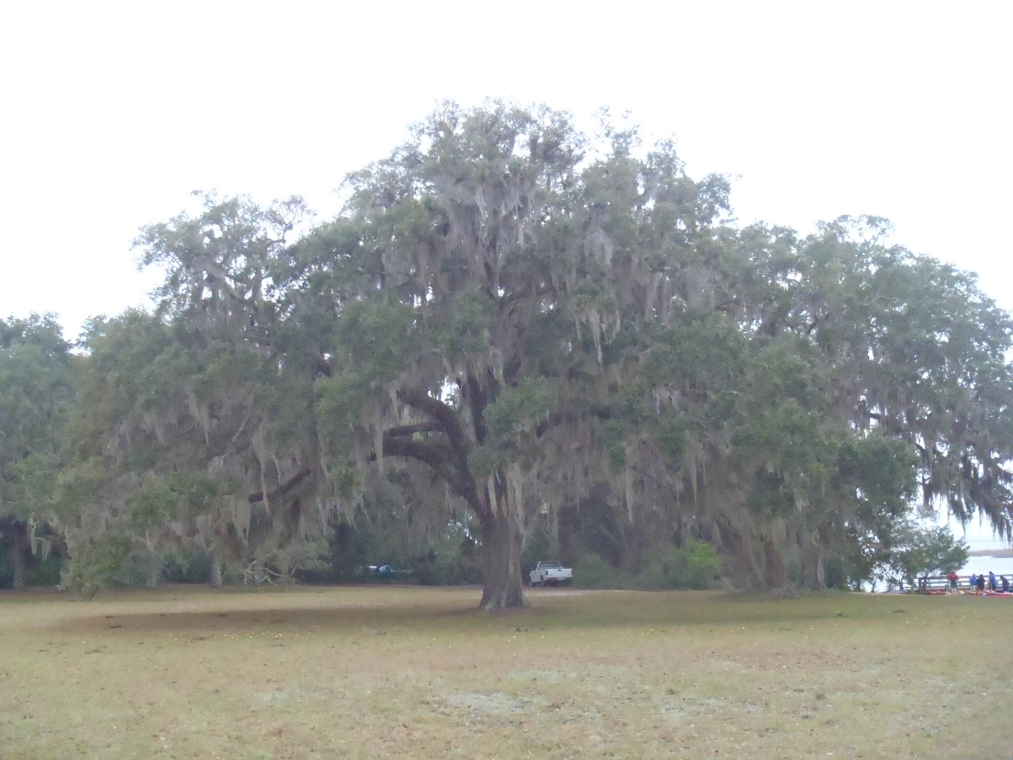 Camper-submitted photo at Yankee Paradise Wilderness Campsite — Cumberland Island National Seashore near Cumberland Island National Seashore