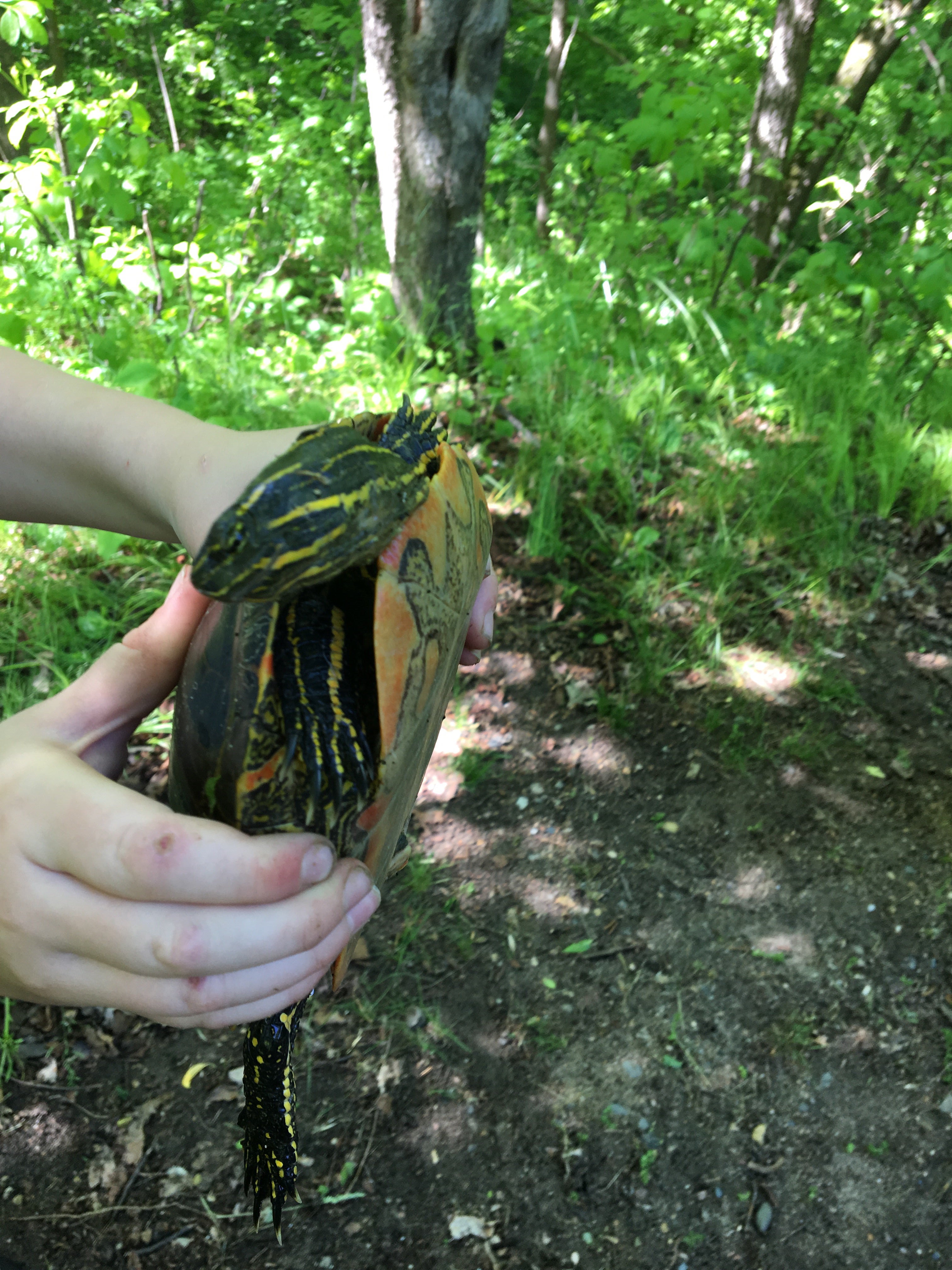 Found a painted turtle by our campsite!