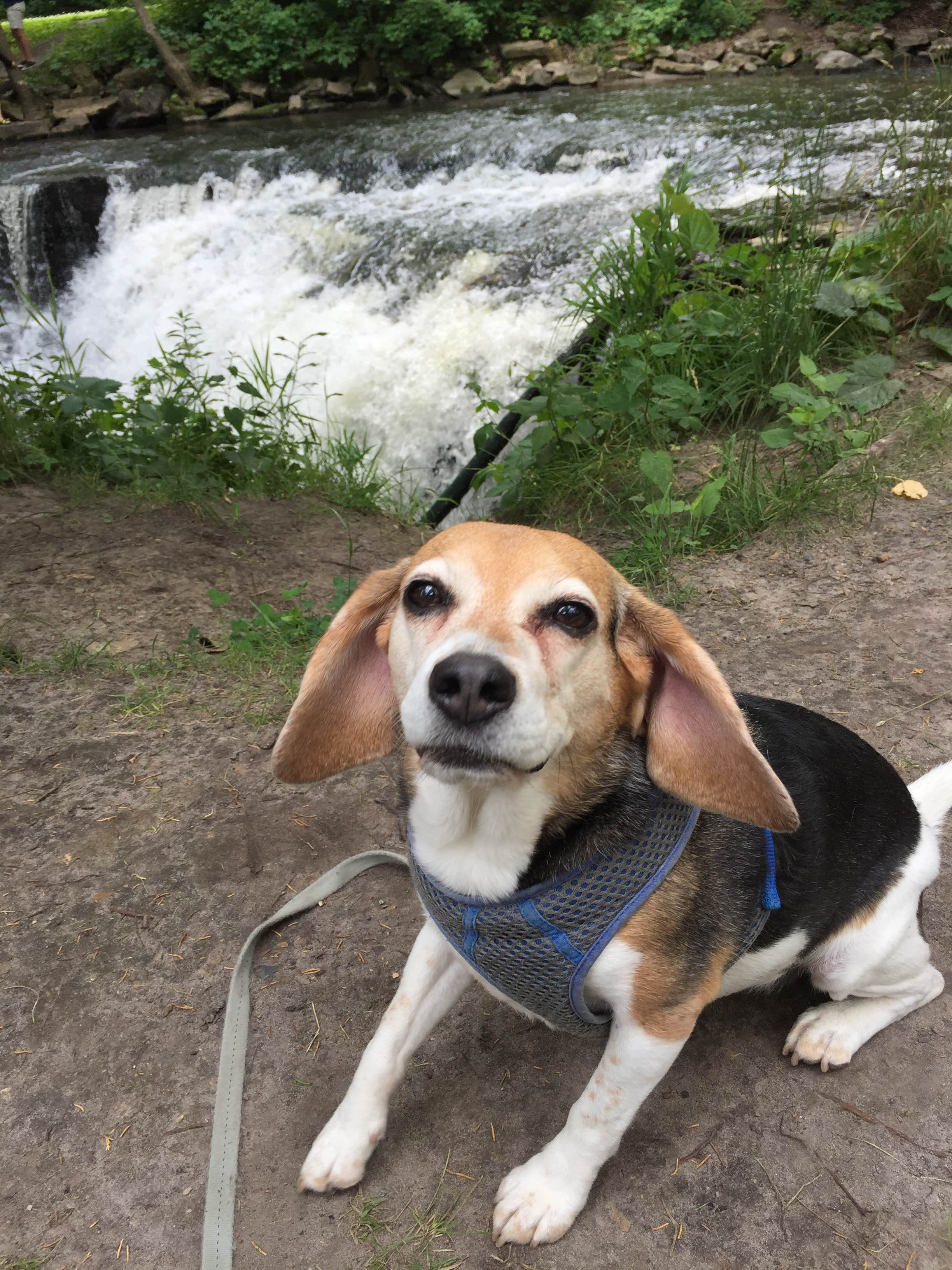 Amelia B.'s photo of camping with pets at Red Fox Campground — Minneopa State Park near Montgomery, MN