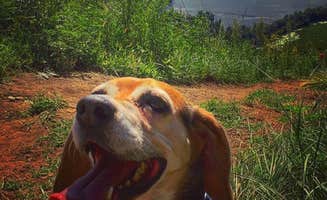 Amelia B.'s photo of camping with pets at Perrot State Park Campground near La Crosse, WI