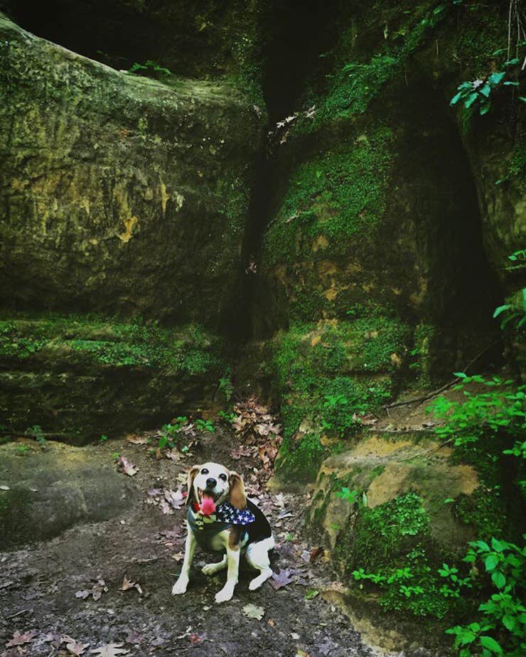 Amelia B.'s photo of camping with pets at Perrot State Park Campground near La Crescent, MN