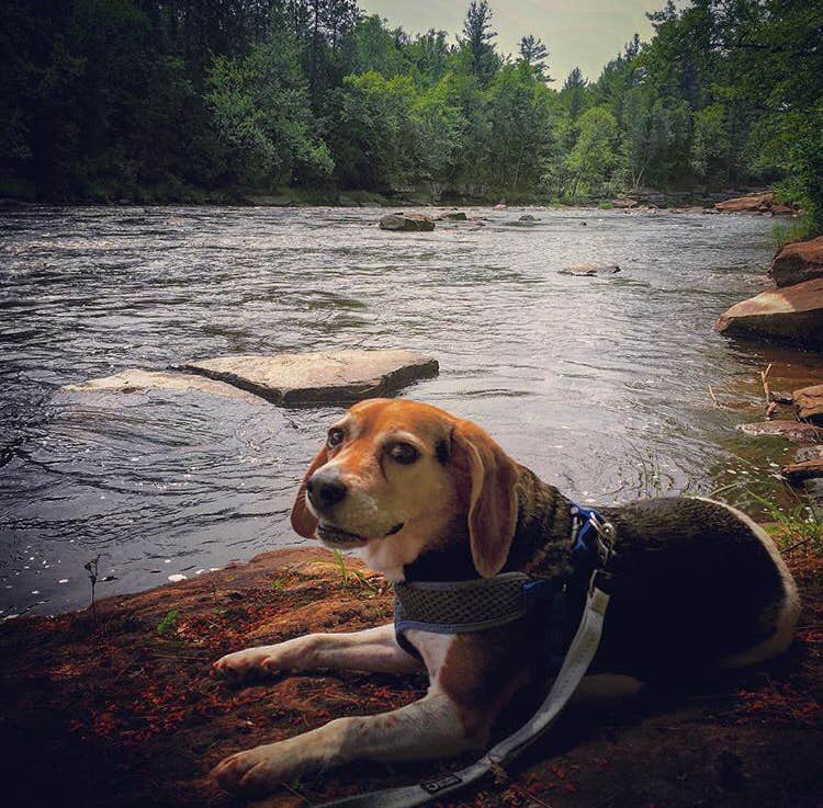 Amelia B.'s photo of camping with pets at Banning State Park Campground near Saint Croix National Scenic River