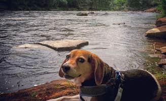 Amelia B.'s photo of camping with pets at Banning State Park Campground near St. Croix National Scenic Riverway