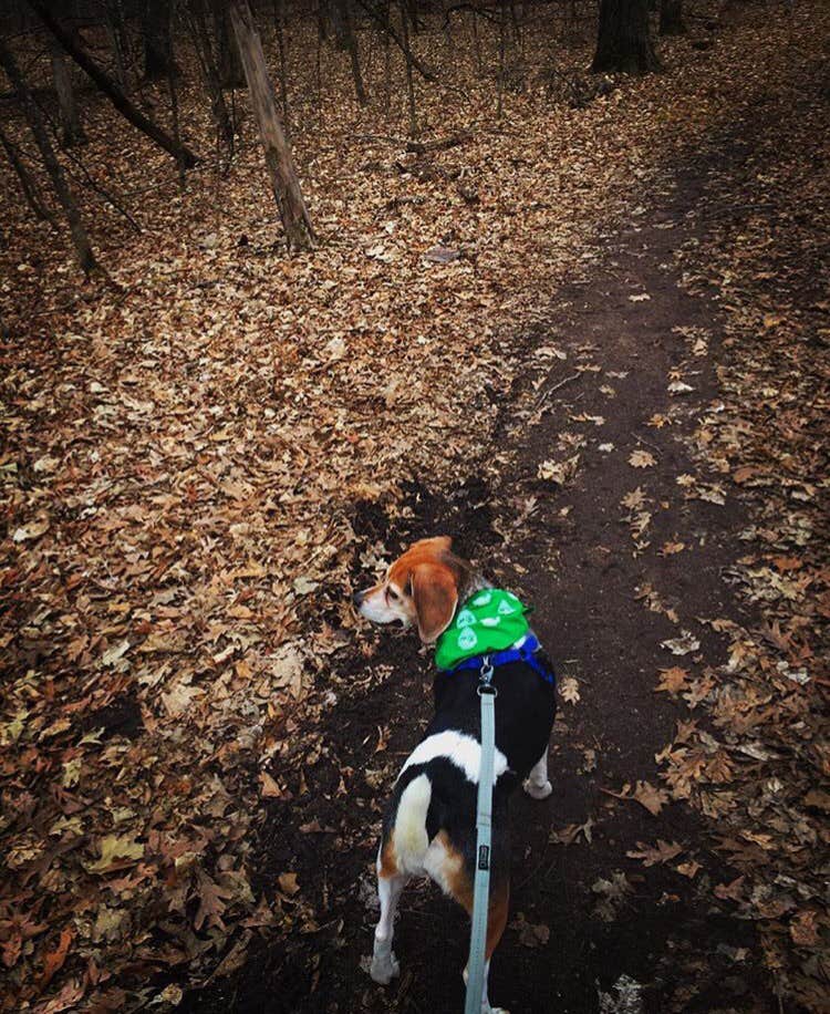 Amelia B.'s photo of camping with pets at Wild River State Park Campground near Barronett, WI