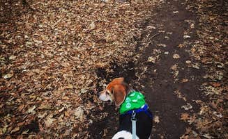 Amelia B.'s photo of camping with pets at Wild River State Park Campground near St. Croix National Scenic Riverway
