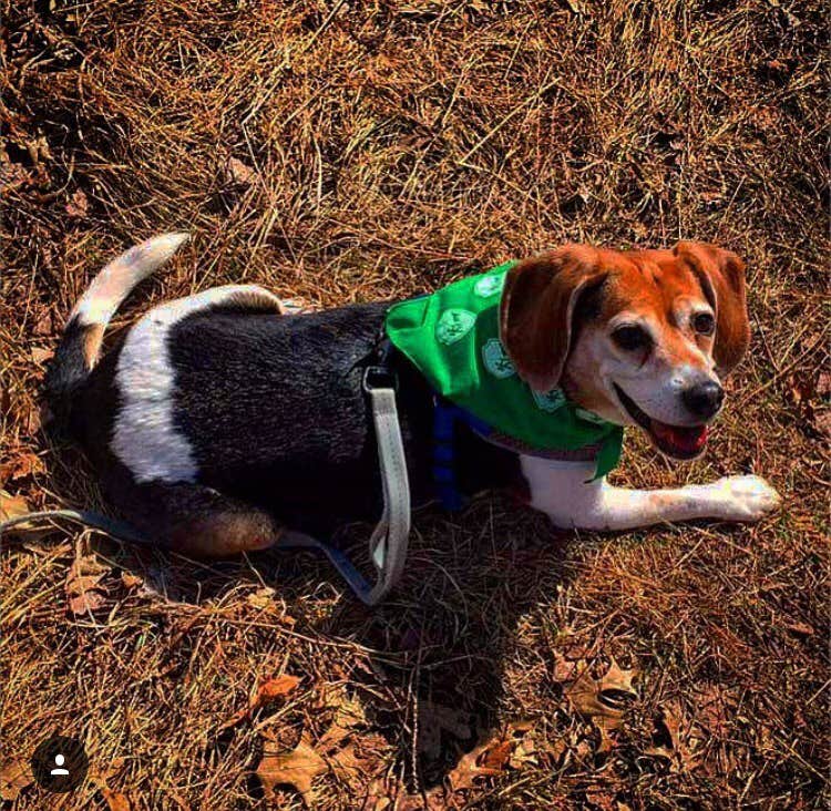 Amelia B.'s photo of camping with pets at Wild River State Park Campground near Amery, WI