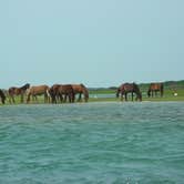 Review photo of Great Island Cabin Camp — Cape Lookout National Seashore by Sarah C., July 5, 2017