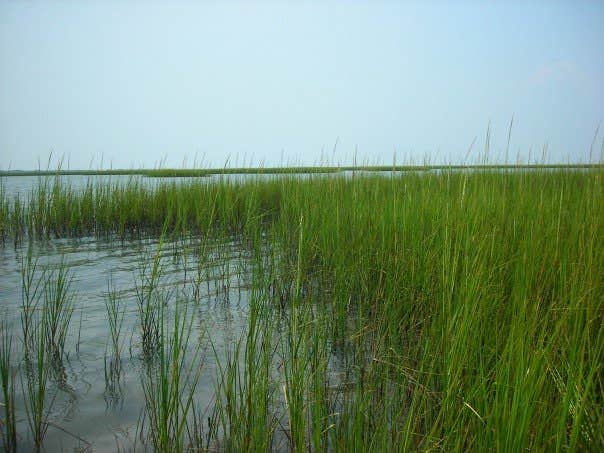 Camper submitted image from Great Island Cabin Camp — Cape Lookout National Seashore - 4