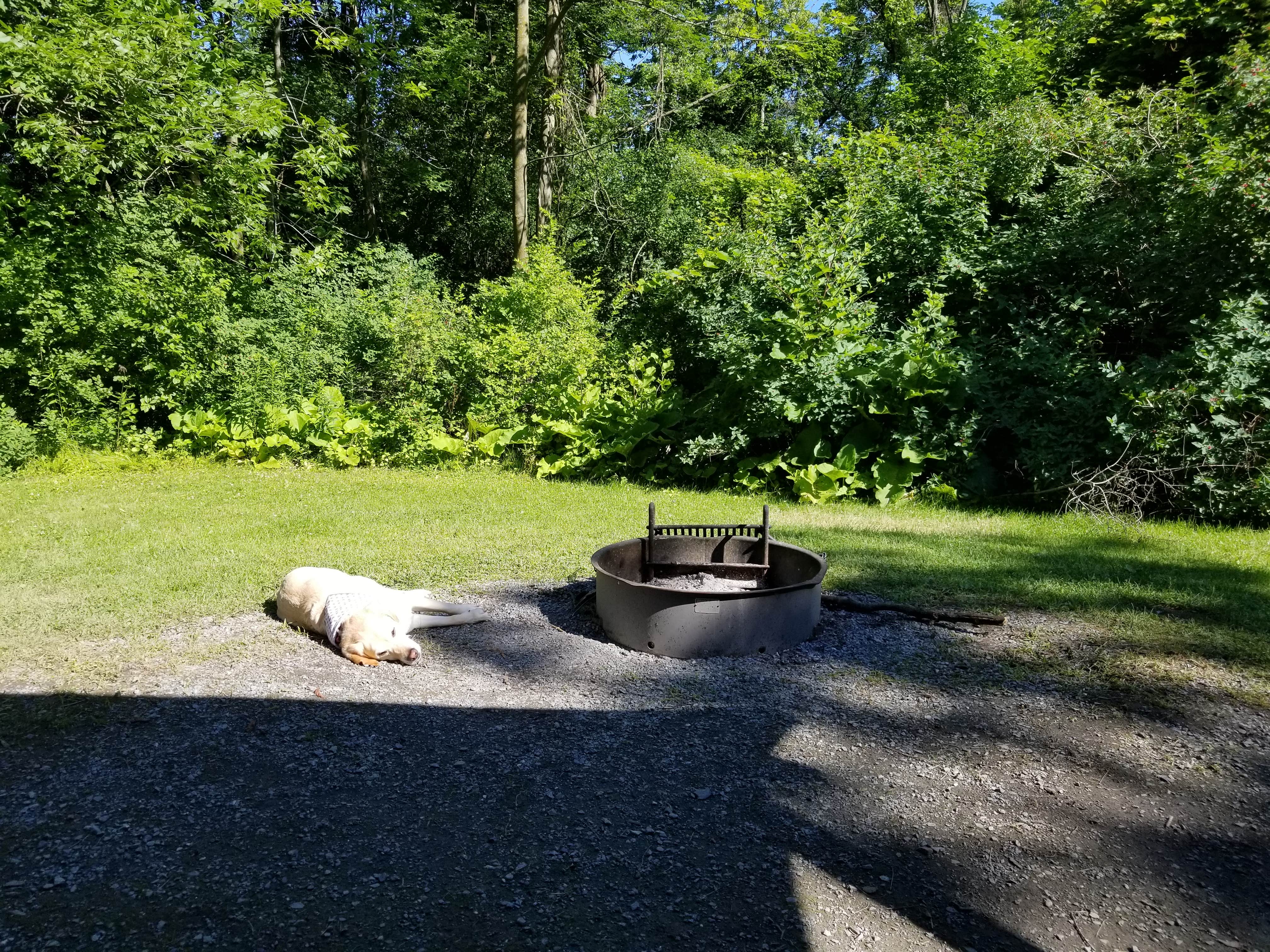 Camper-submitted photo at DAR State Park Campground near Mineville, NY