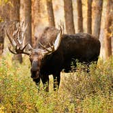 Review photo of Gros Ventre Campground — Grand Teton National Park by Chad F., July 5, 2017