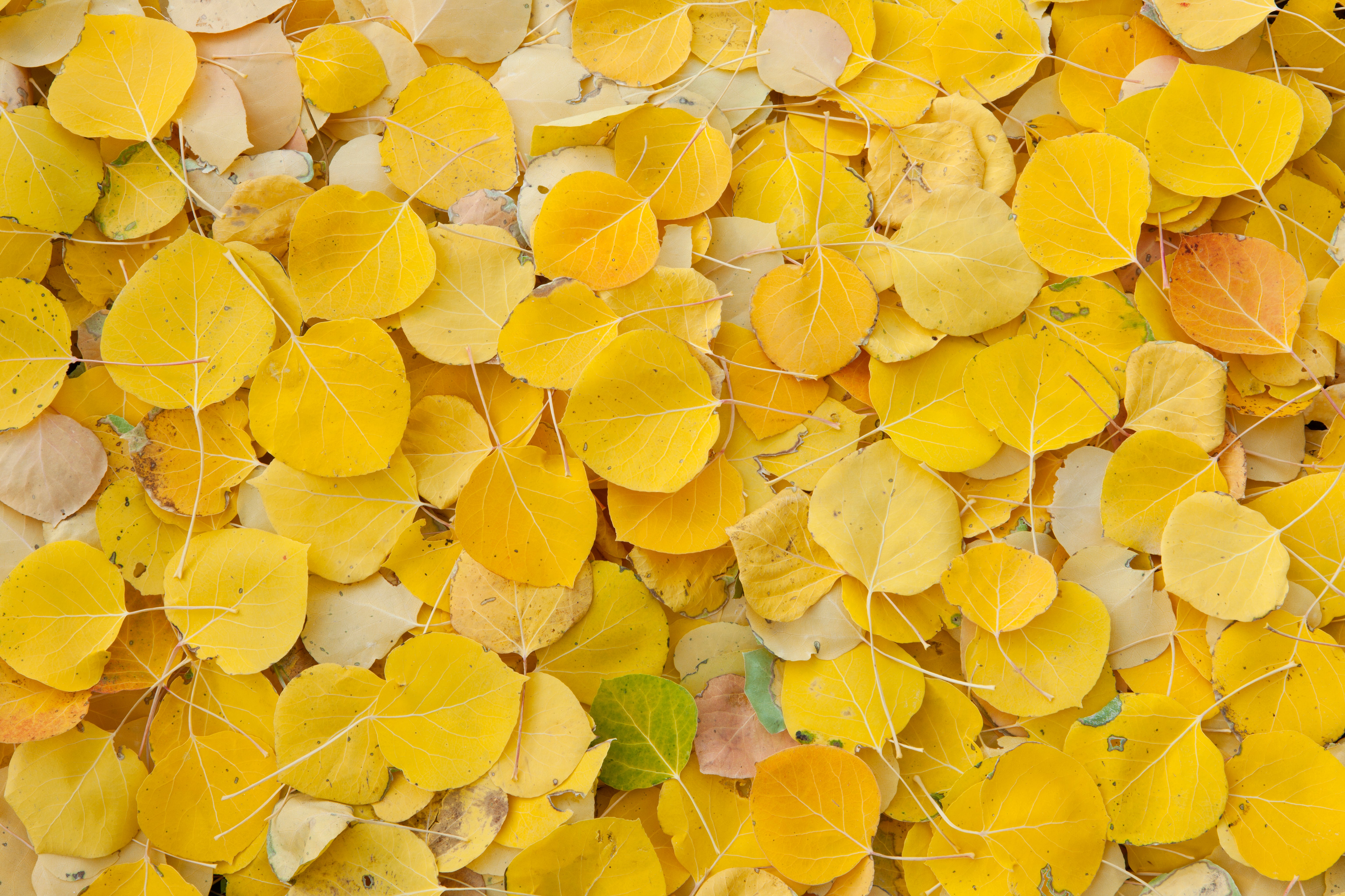Aspen Leaves 