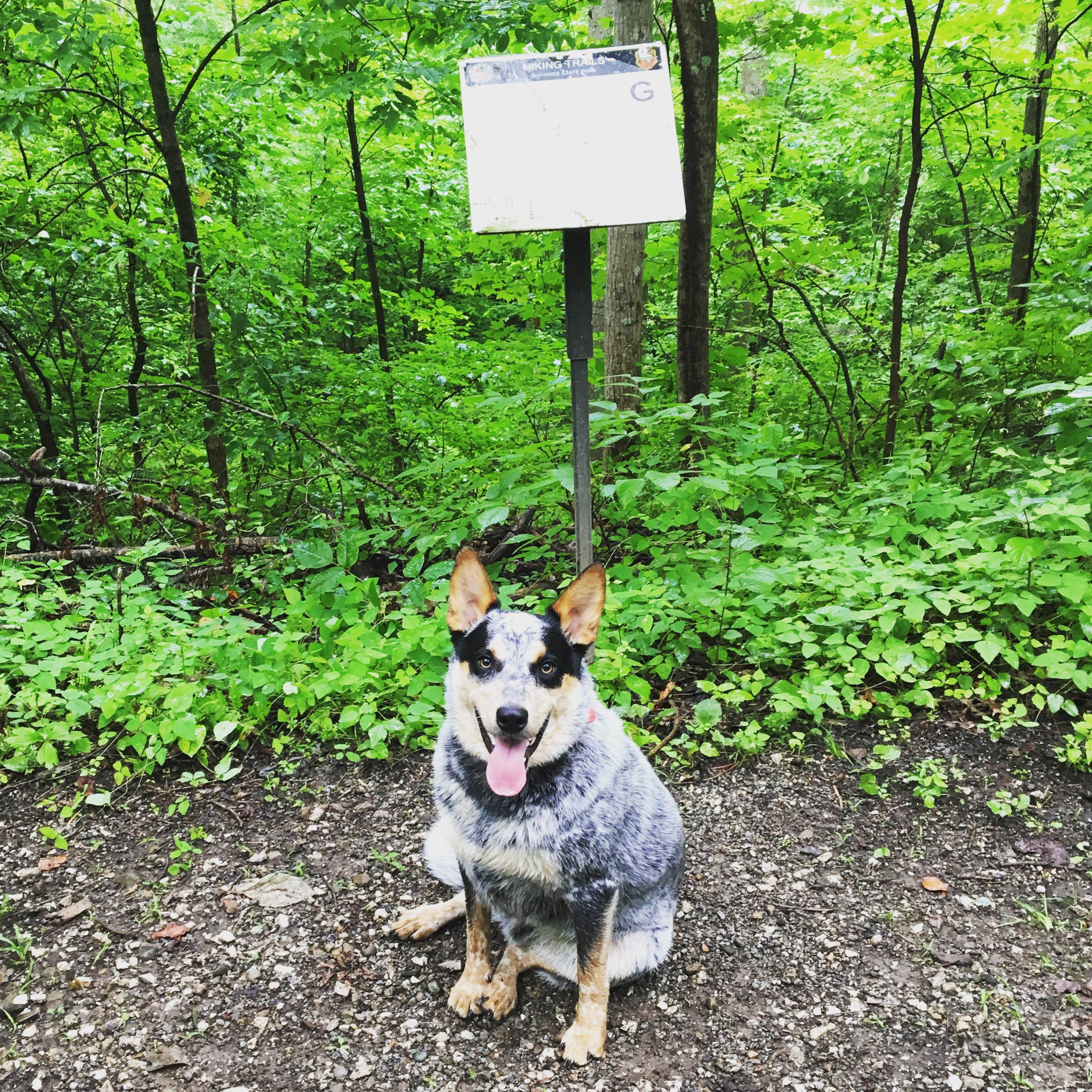 Shelly S.'s photo of camping with pets at Shawnee State Park Campground near Bourneville, OH