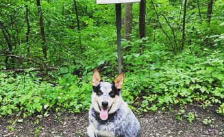 Shelly S.'s photo of camping with pets at Shawnee State Park Campground near Manchester, OH