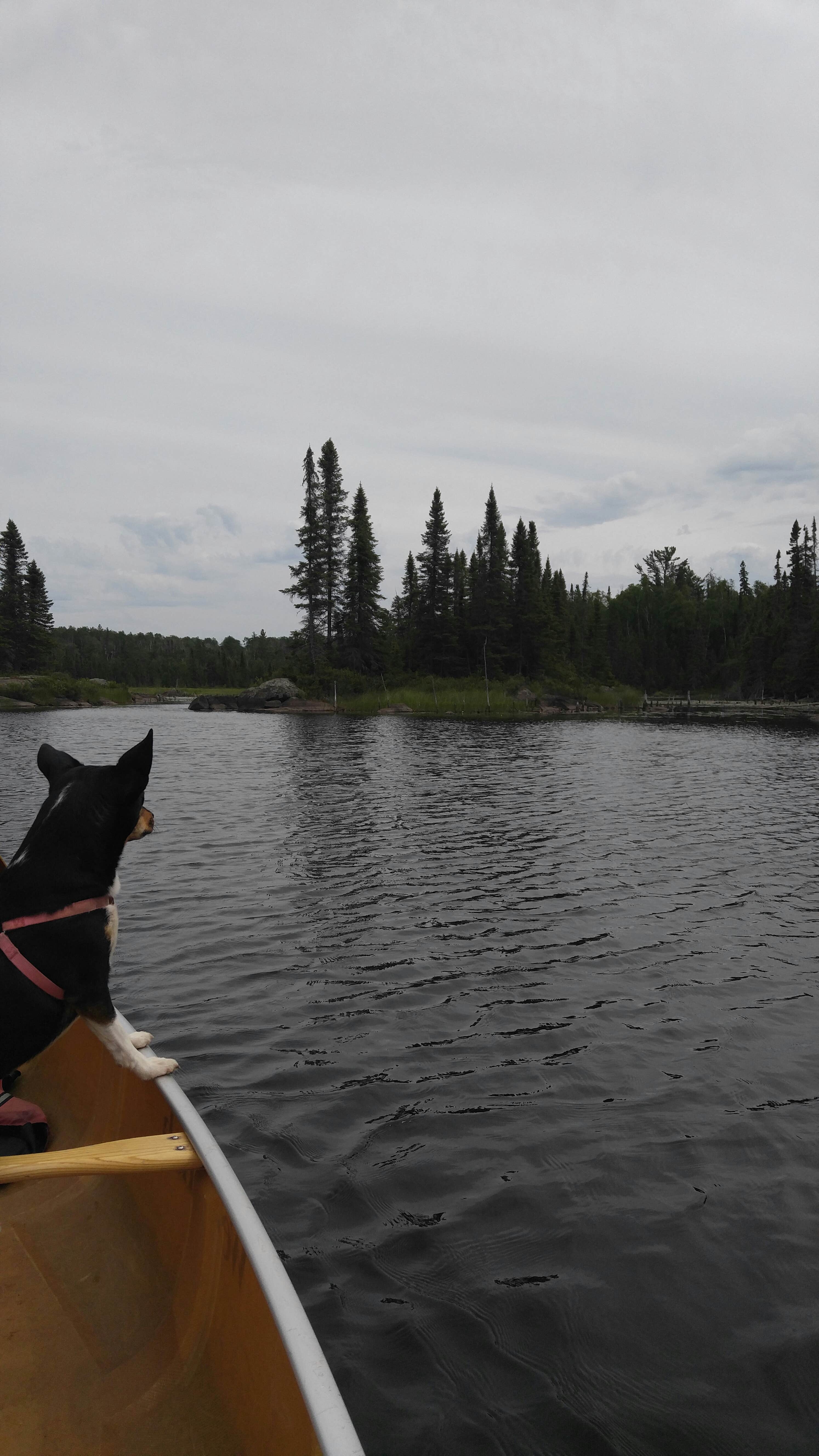 Camper submitted image from Sawbill Lake Campground - Superior National Forest - 4