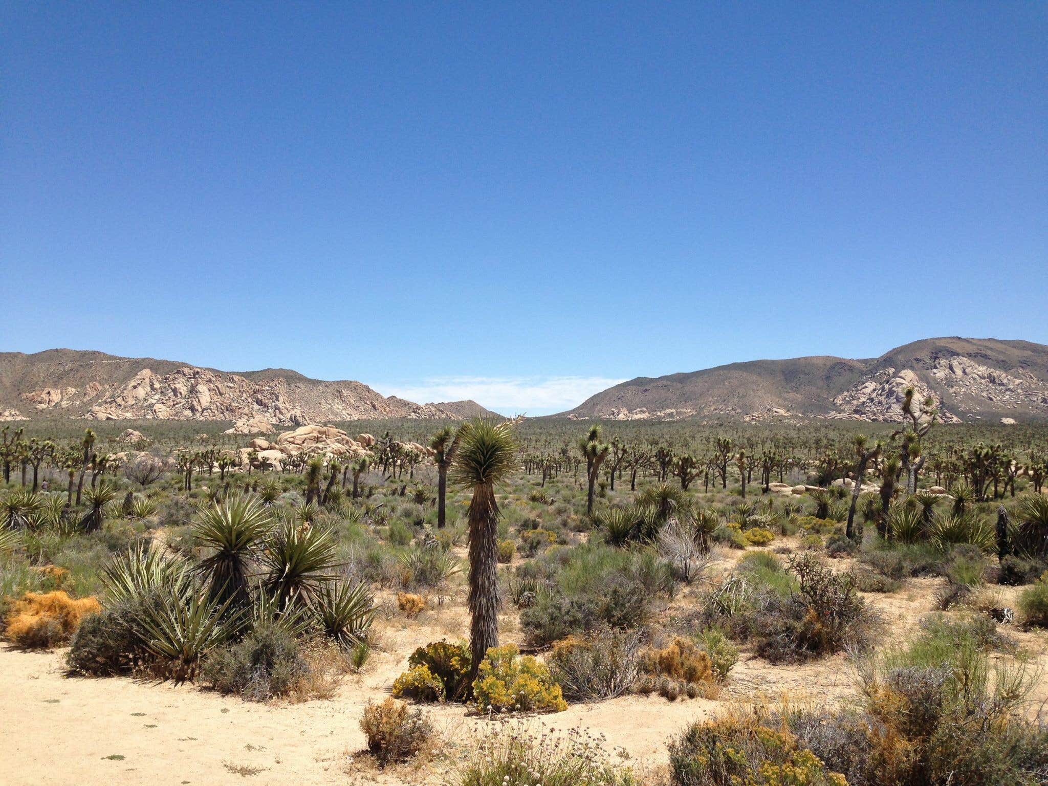 Camper-submitted photo at Indian Cove Campground — Joshua Tree National Park in California