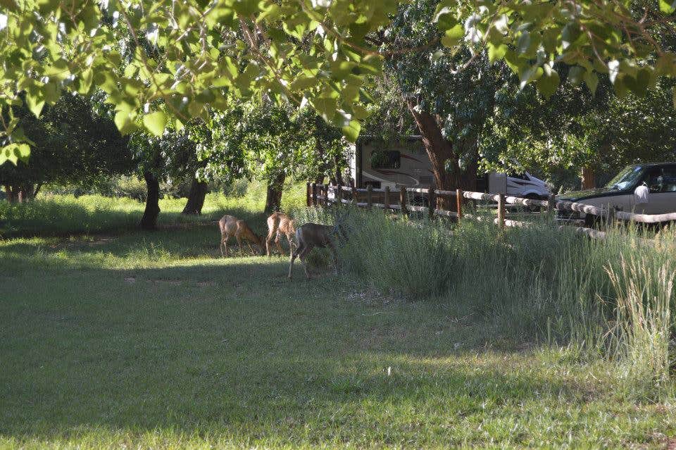 Animals
