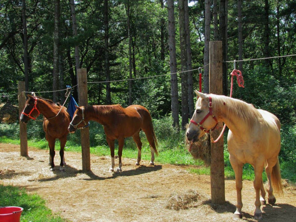 Ramona A.'s photo of camping with a horse at Wild River State Park Campground near White Bear Lake, MN