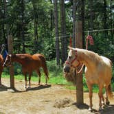 Review photo of Wild River State Park Campground by Ramona A., July 6, 2017