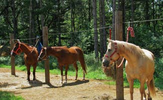 Ramona A.'s photo of camping with a horse at Wild River State Park Campground near New Brighton, MN