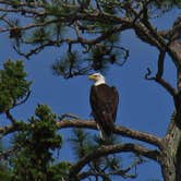Review photo of Bear Paw Campground — Itasca State Park by Ramona A., July 6, 2017