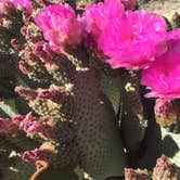 Review photo of Jumbo Rocks Campground — Joshua Tree National Park by Kuo G., July 6, 2017