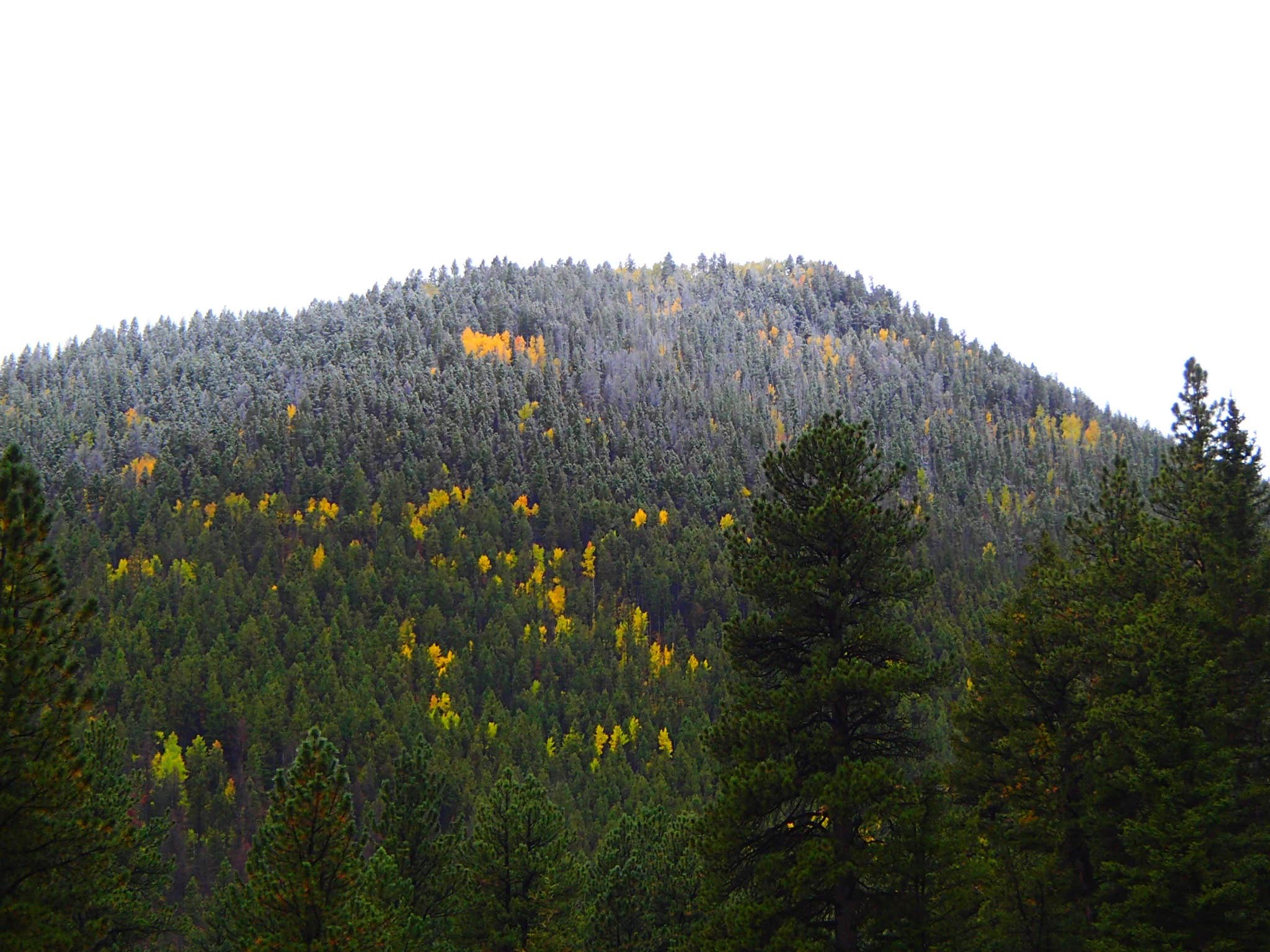 Camper submitted image from Massey Meadow Camping Area - 2