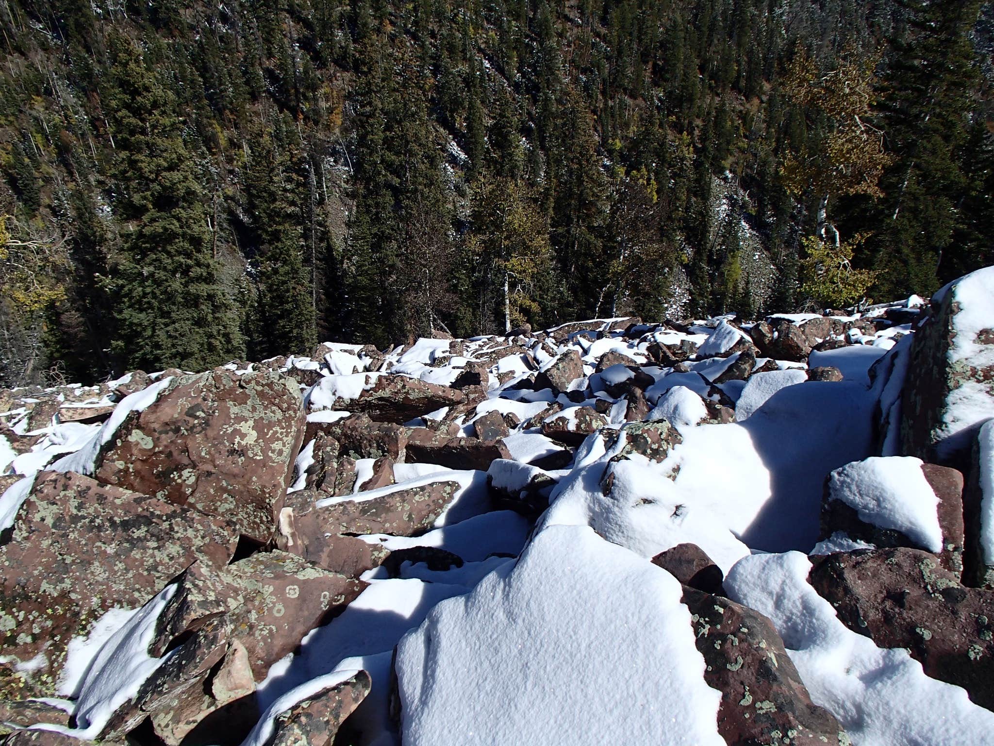 Camper submitted image from Massey Meadow Camping Area - 4