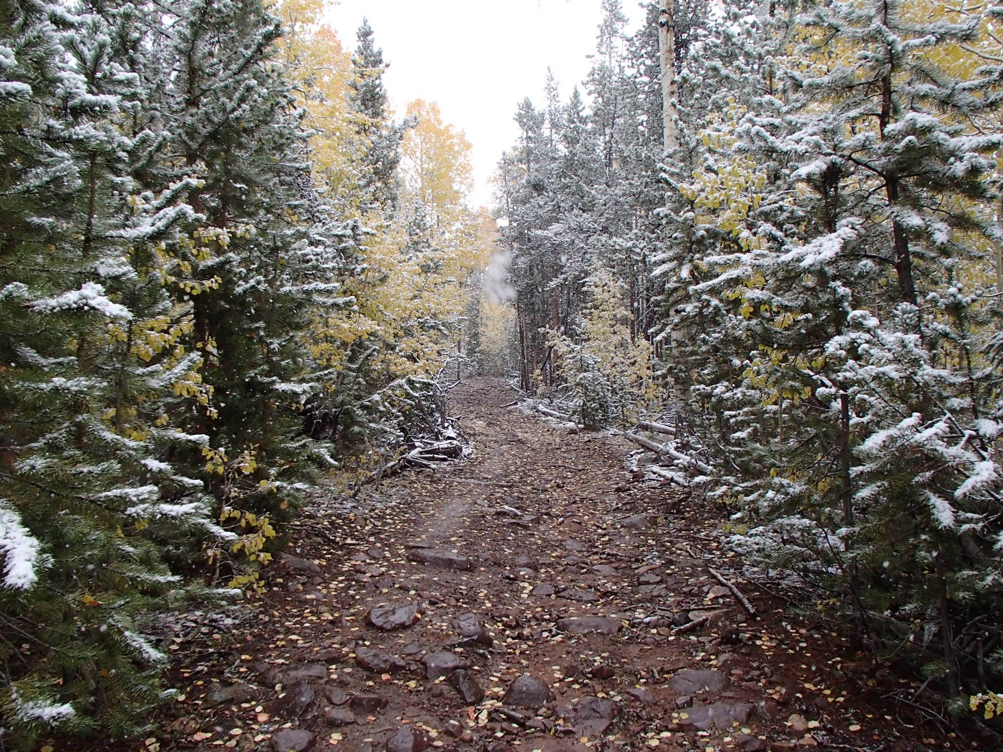 Camper submitted image from Massey Meadow Camping Area - 1