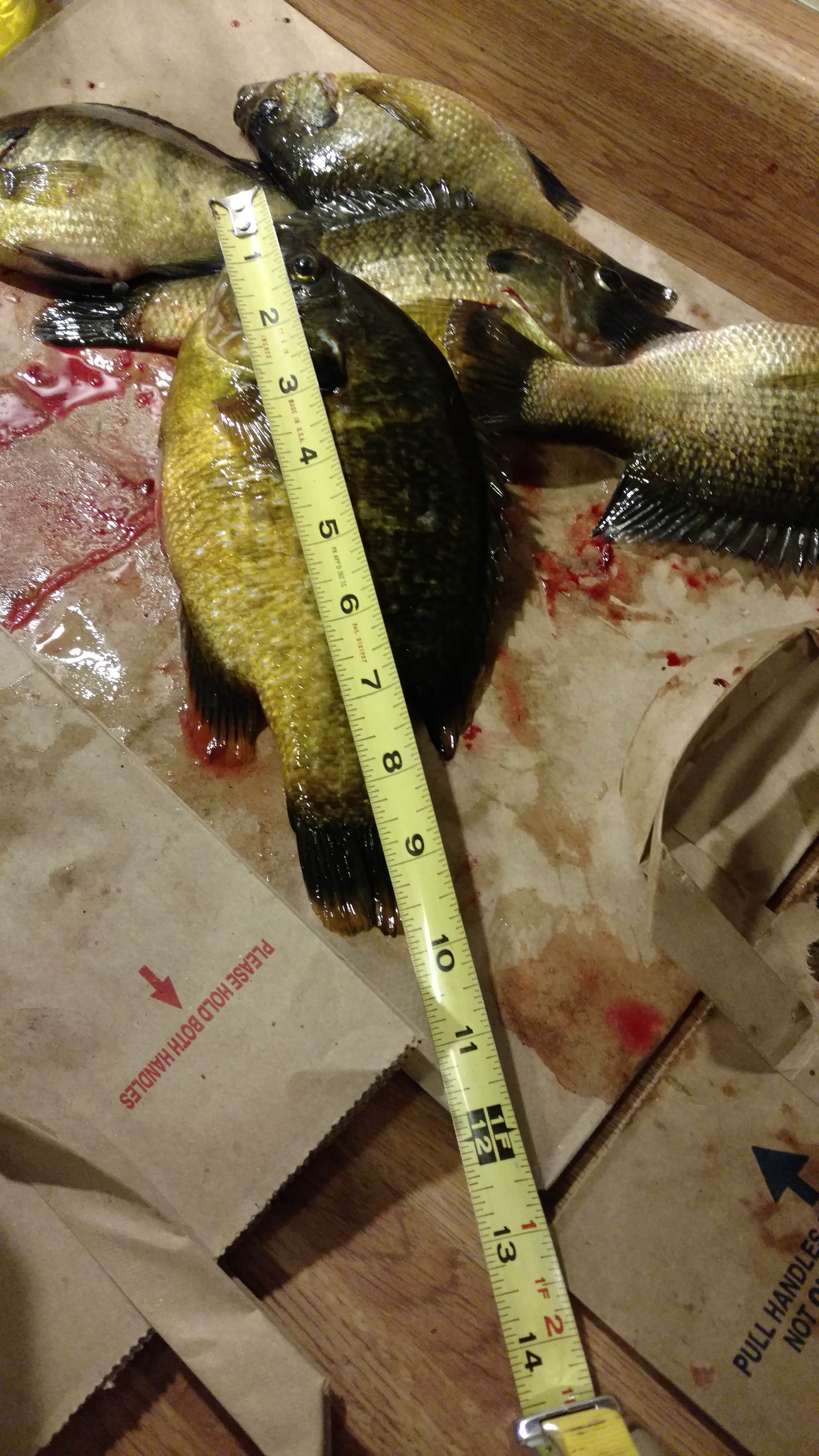 Camper-submitted photo at Lake Elmo County Park Reserve near South Saint Paul, MN