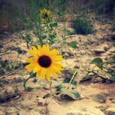 Review photo of Badlands / White River KOA by Anne G., July 6, 2017