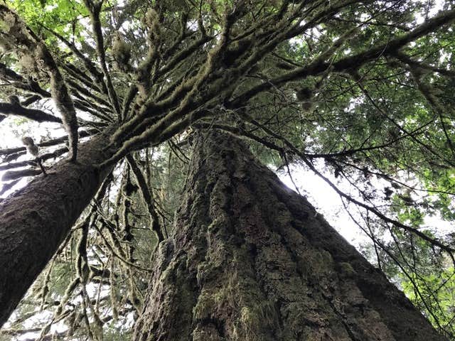 Camper-submitted photo at Green Canyon near Welches, OR