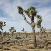 Review photo of Jumbo Rocks Campground — Joshua Tree National Park by SwitchbackKids , July 6, 2017