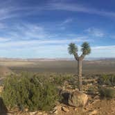 Review photo of Jumbo Rocks Campground — Joshua Tree National Park by SwitchbackKids , July 6, 2017