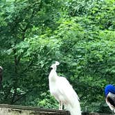 Review photo of Gaston's White River Resort Cabins by Thomas T., July 6, 2017