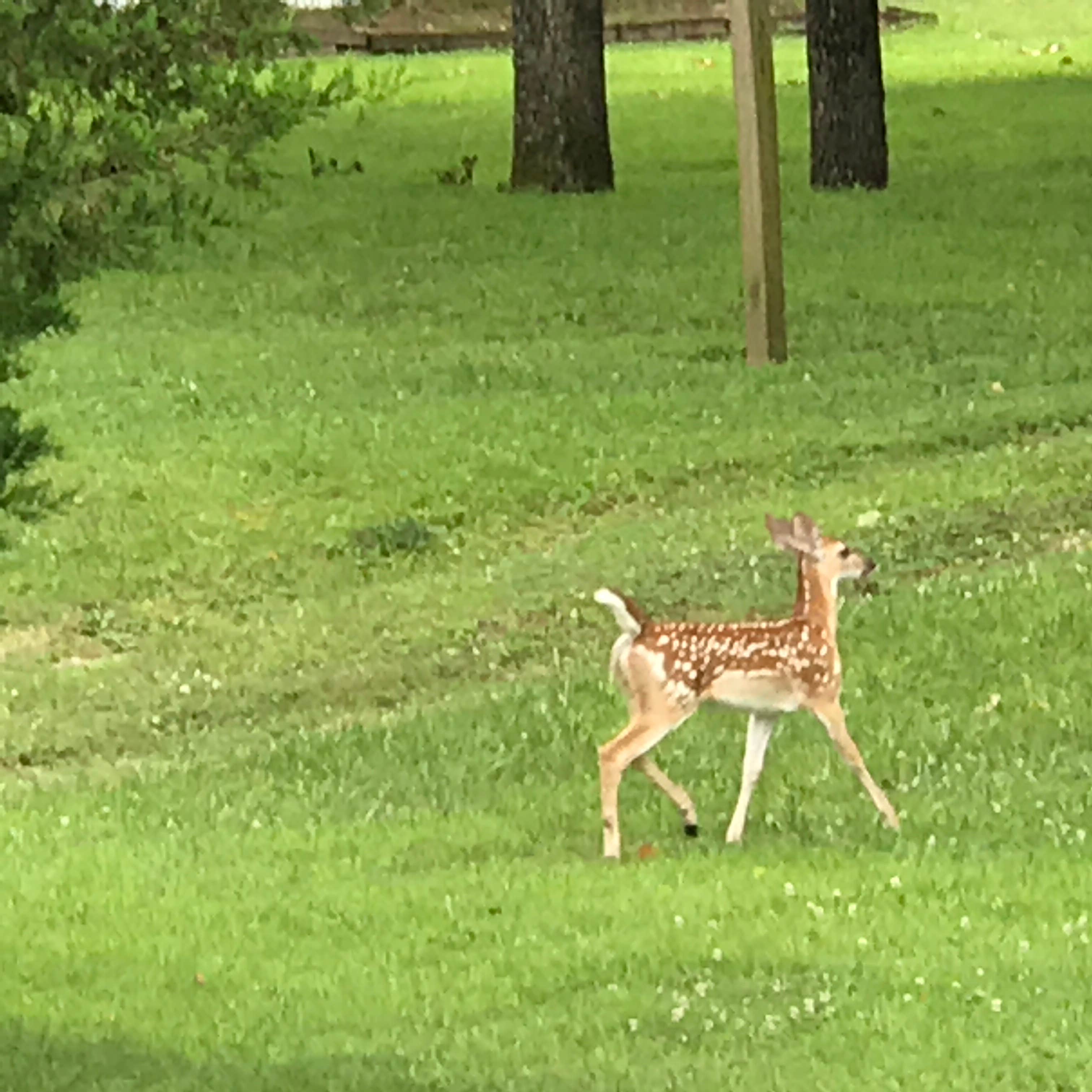 Camper submitted image from Gaston's White River Resort Cabins - 5